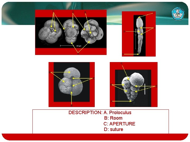 DESCRIPTION: A. Proloculus B: Room C: APERTURE D: suture 