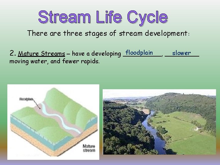 Stream Life Cycle There are three stages of stream development: floodplain slower 2. Mature