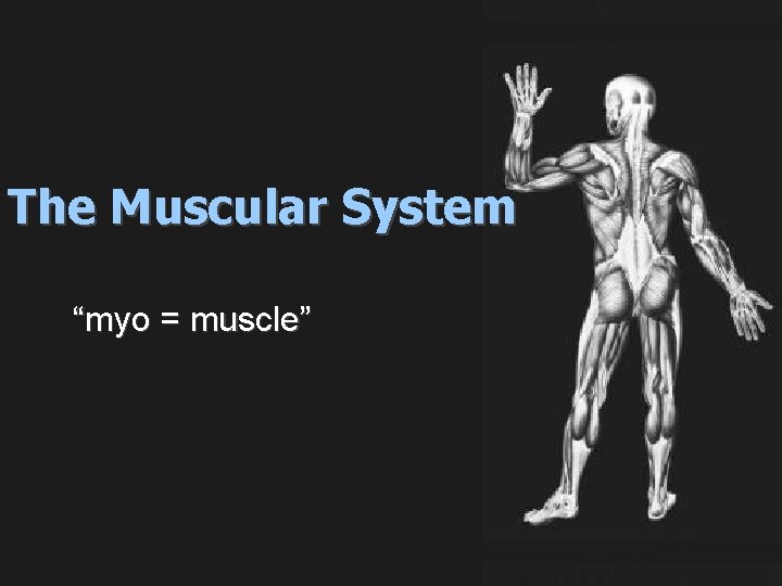 The Muscular System “myo = muscle” 