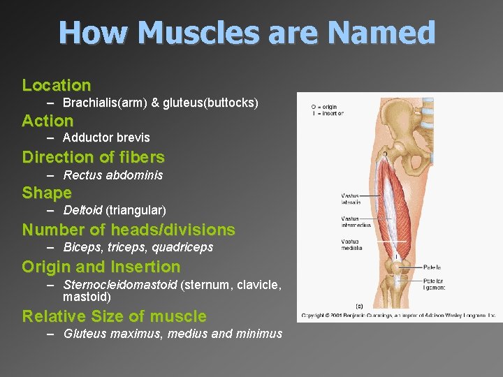 How Muscles are Named Location – Brachialis(arm) & gluteus(buttocks) Action – Adductor brevis Direction