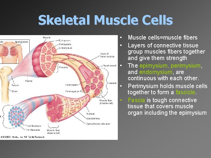 Skeletal Muscle Cells • Muscle cells=muscle fibers • Layers of connective tissue group muscles