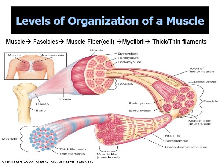 Levels of Organization of a Muscle Fascicles Muscle Fiber(cell) Myofibril Thick/Thin filaments 