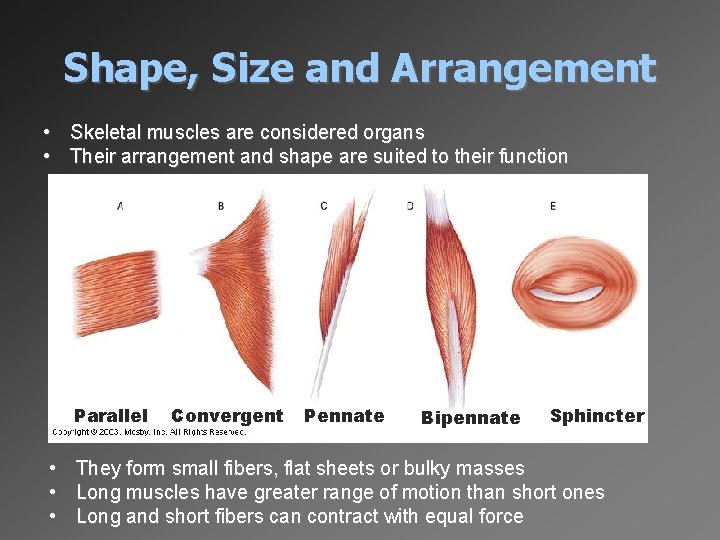 Shape, Size and Arrangement • Skeletal muscles are considered organs • Their arrangement and