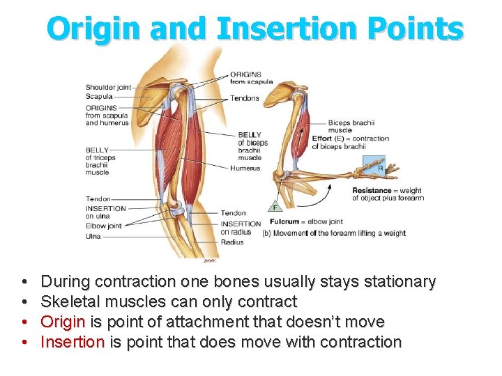 Origin and Insertion Points • • During contraction one bones usually stays stationary Skeletal