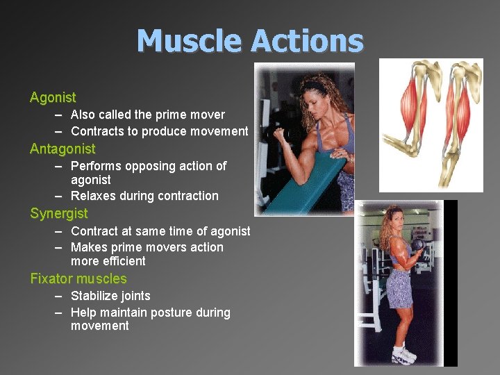 Muscle Actions Agonist – Also called the prime mover – Contracts to produce movement
