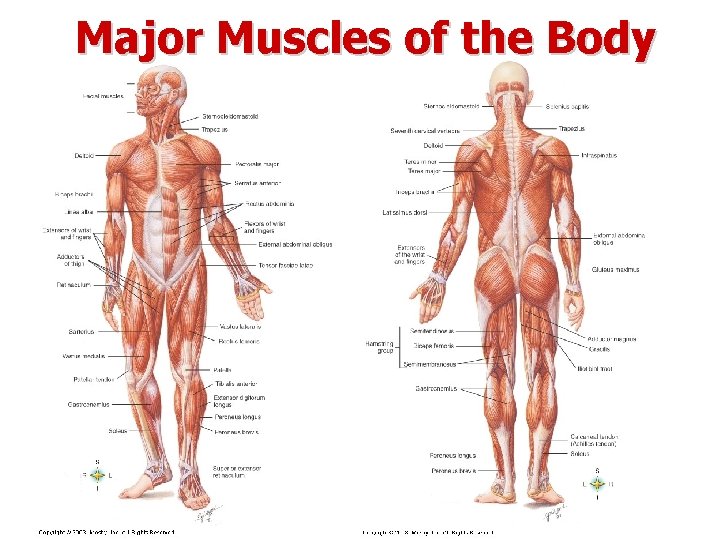 Major Muscles of the Body 