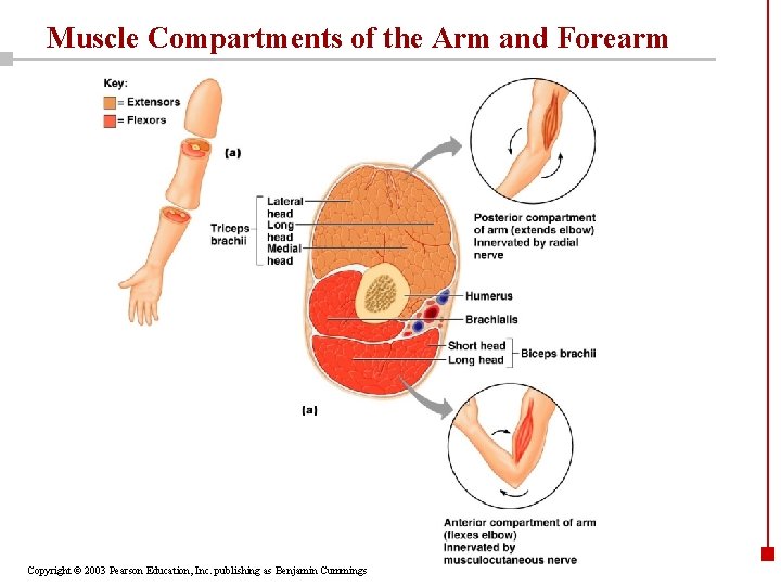 Muscle Compartments of the Arm and Forearm Copyright © 2003 Pearson Education, Inc. publishing