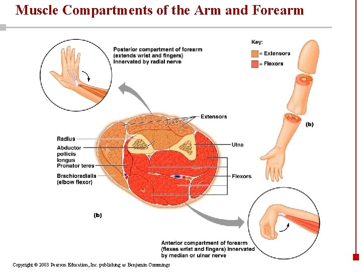 Muscle Compartments of the Arm and Forearm Copyright © 2003 Pearson Education, Inc. publishing