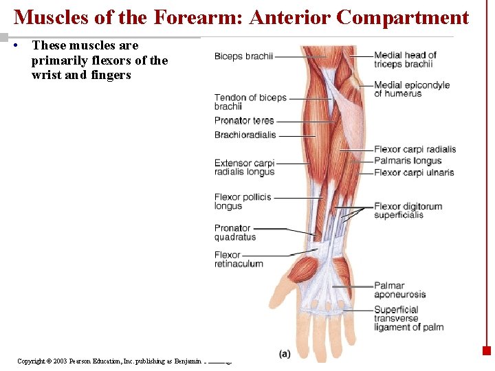 Muscles of the Forearm: Anterior Compartment • These muscles are primarily flexors of the