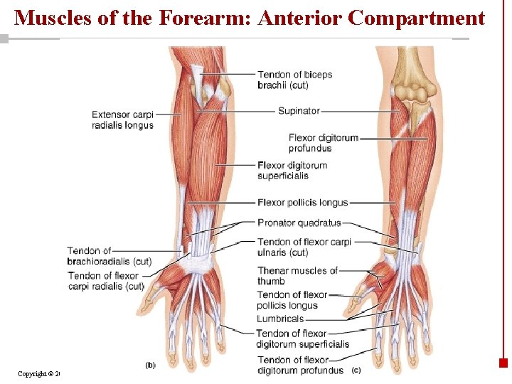 Muscles of the Forearm: Anterior Compartment Copyright © 2003 Pearson Education, Inc. publishing as