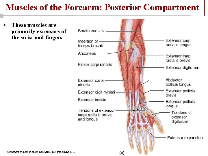 Muscles of the Forearm: Posterior Compartment • These muscles are primarily extensors of the