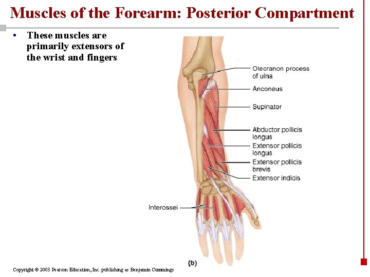 Muscles of the Forearm: Posterior Compartment • These muscles are primarily extensors of the