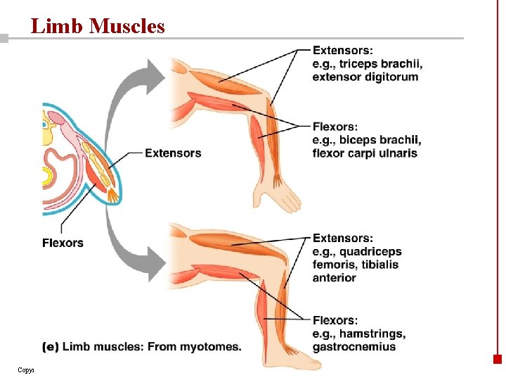 Limb Muscles Copyright © 2003 Pearson Education, Inc. publishing as Benjamin Cummings 