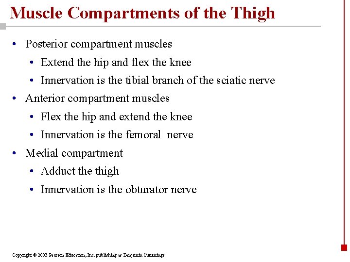 Muscle Compartments of the Thigh • Posterior compartment muscles • Extend the hip and