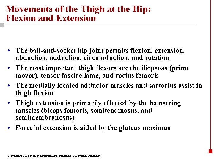 Movements of the Thigh at the Hip: Flexion and Extension • The ball-and-socket hip
