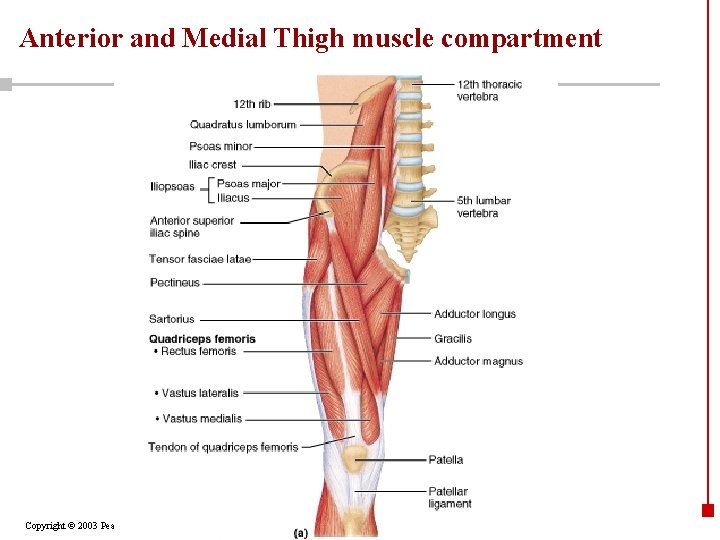 Anterior and Medial Thigh muscle compartment Copyright © 2003 Pearson Education, Inc. publishing as