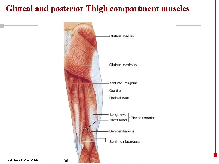 Gluteal and posterior Thigh compartment muscles Copyright © 2003 Pearson Education, Inc. publishing as