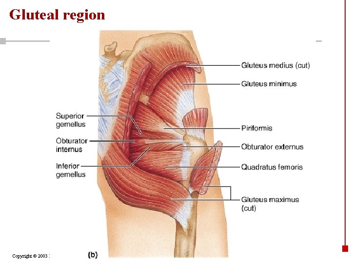 Gluteal region Copyright © 2003 Pearson Education, Inc. publishing as Benjamin Cummings 