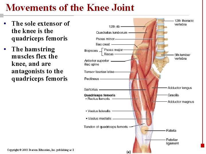 Movements of the Knee Joint • The sole extensor of the knee is the