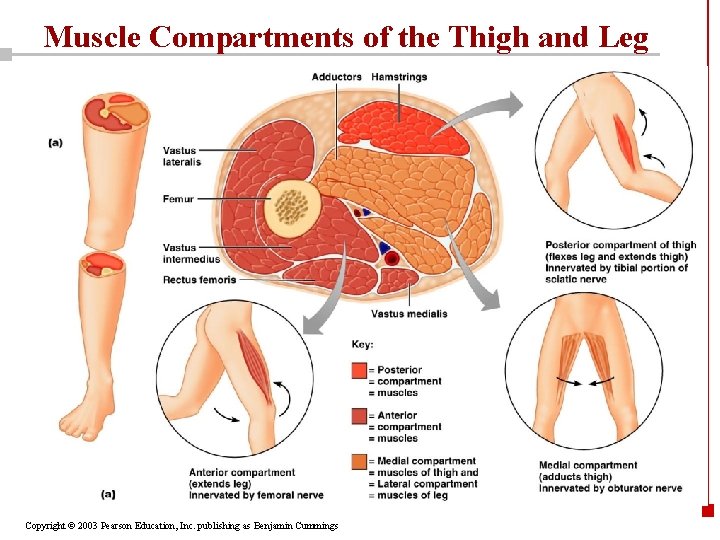 Muscle Compartments of the Thigh and Leg Copyright © 2003 Pearson Education, Inc. publishing