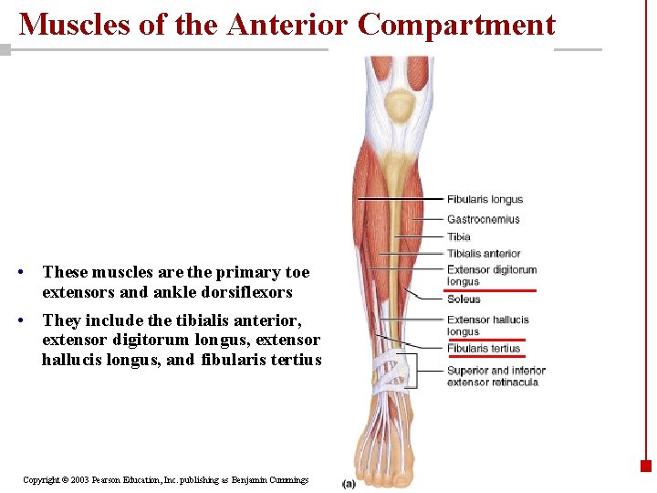 Muscles of the Anterior Compartment • These muscles are the primary toe extensors and