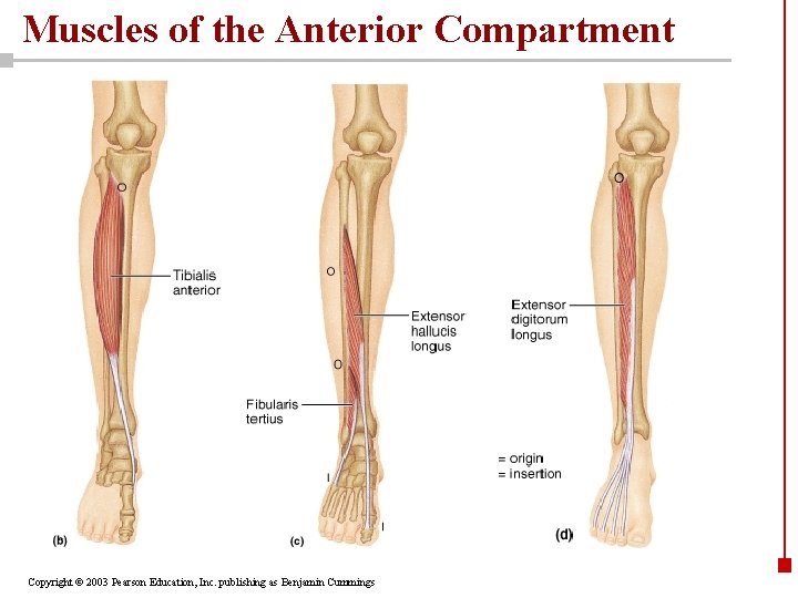 Muscles of the Anterior Compartment Copyright © 2003 Pearson Education, Inc. publishing as Benjamin