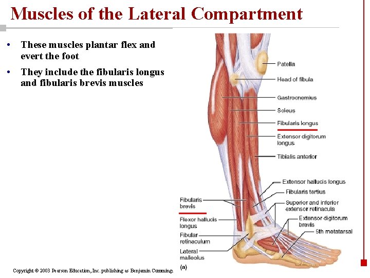 Muscles of the Lateral Compartment • These muscles plantar flex and evert the foot