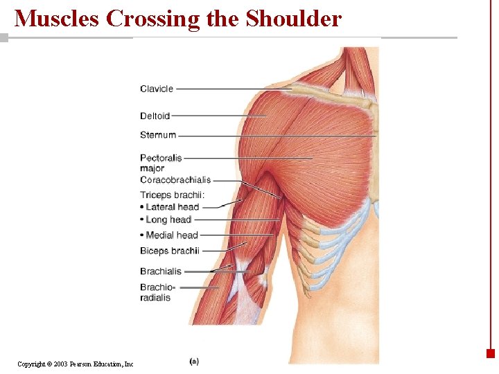 Muscles Crossing the Shoulder Copyright © 2003 Pearson Education, Inc. publishing as Benjamin Cummings