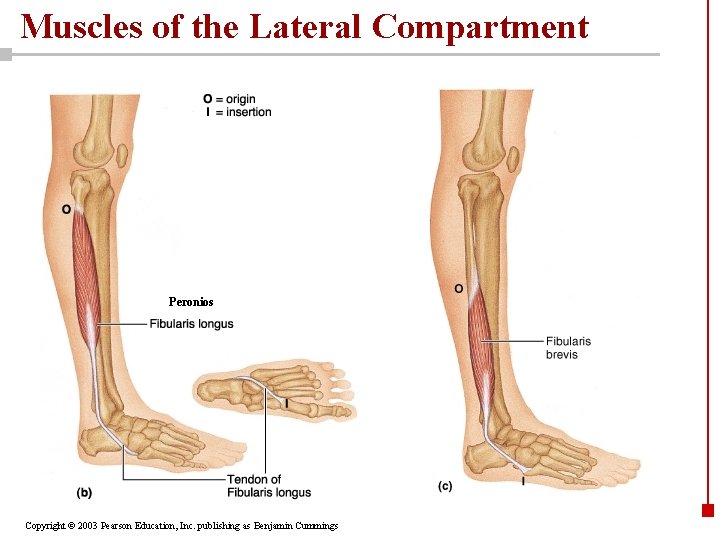 Muscles of the Lateral Compartment Peronios Copyright © 2003 Pearson Education, Inc. publishing as