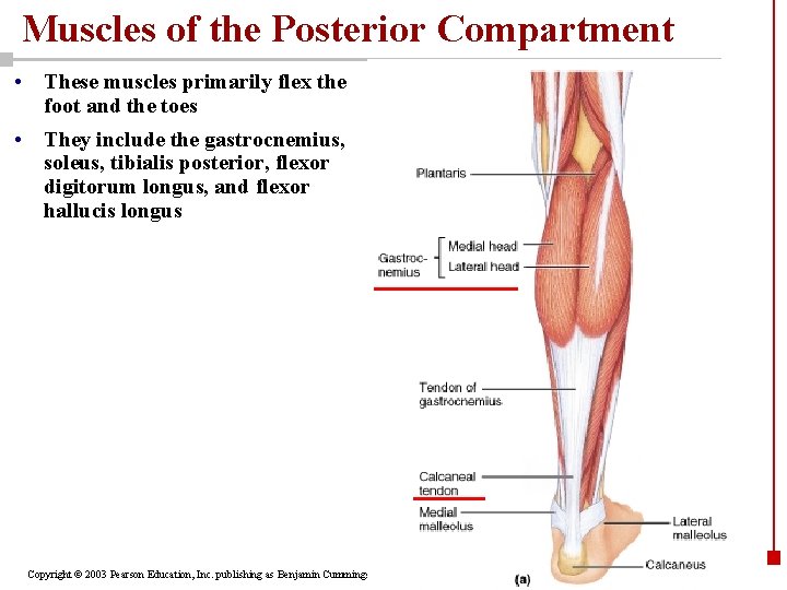 Muscles of the Posterior Compartment • These muscles primarily flex the foot and the