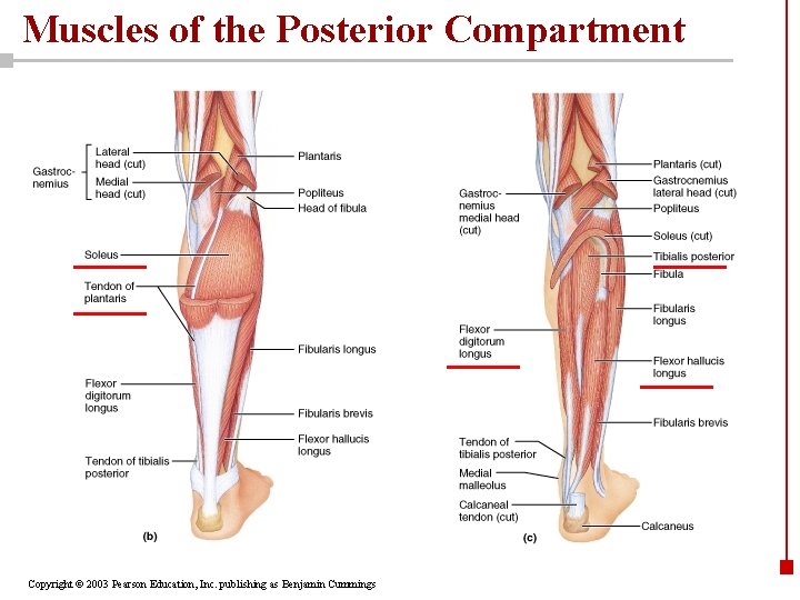 Muscles of the Posterior Compartment Copyright © 2003 Pearson Education, Inc. publishing as Benjamin