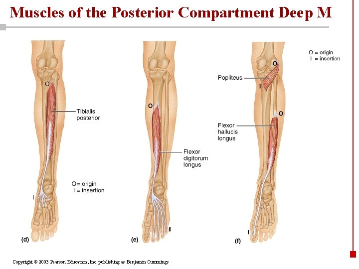 Muscles of the Posterior Compartment Deep M Copyright © 2003 Pearson Education, Inc. publishing
