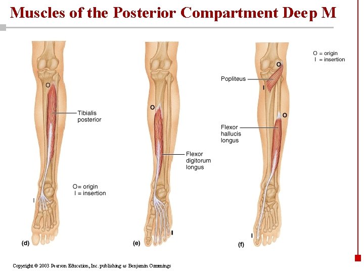 Muscles of the Posterior Compartment Deep M Copyright © 2003 Pearson Education, Inc. publishing