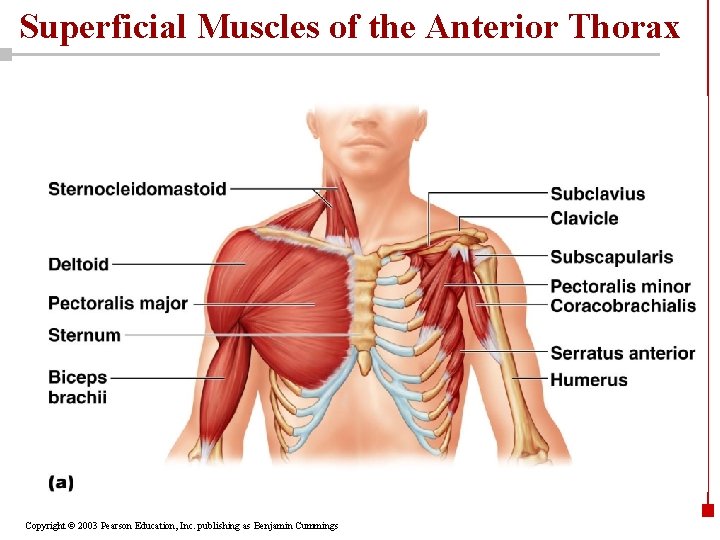 Superficial Muscles of the Anterior Thorax Copyright © 2003 Pearson Education, Inc. publishing as