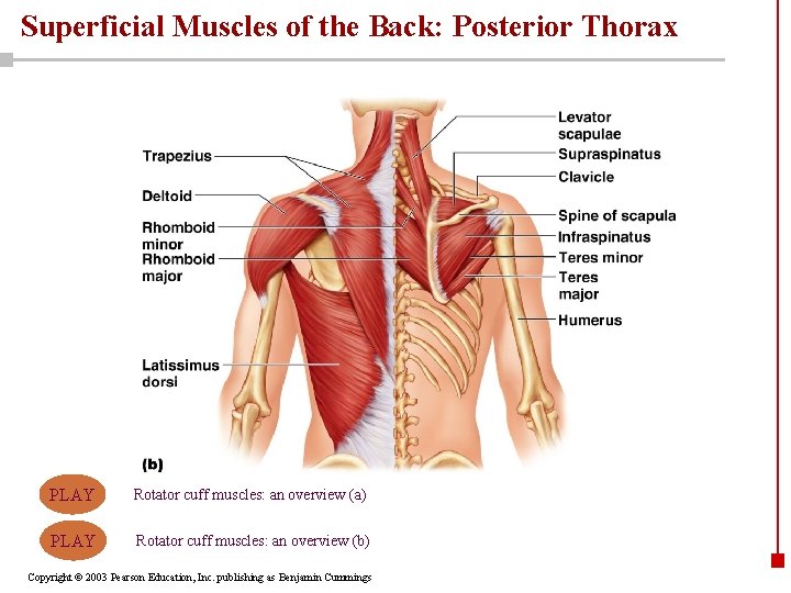 Superficial Muscles of the Back: Posterior Thorax PLAY Rotator cuff muscles: an overview (a)