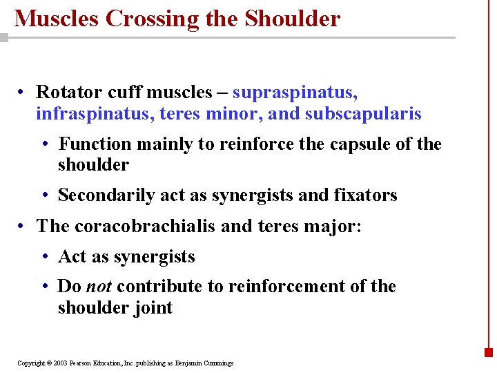 Muscles Crossing the Shoulder • Rotator cuff muscles – supraspinatus, infraspinatus, teres minor, and