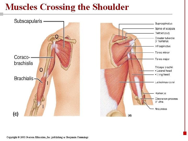 Muscles Crossing the Shoulder Copyright © 2003 Pearson Education, Inc. publishing as Benjamin Cummings