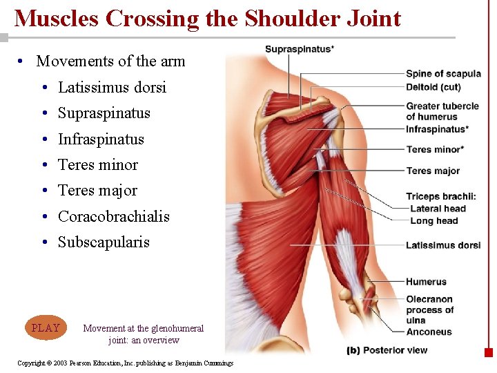Muscles Crossing the Shoulder Joint • Movements of the arm • Latissimus dorsi •