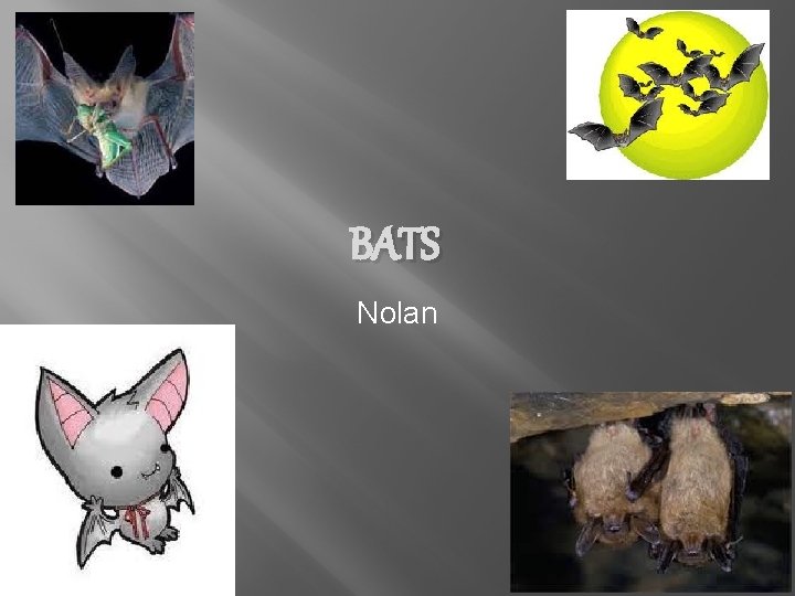 BATS Nolan 