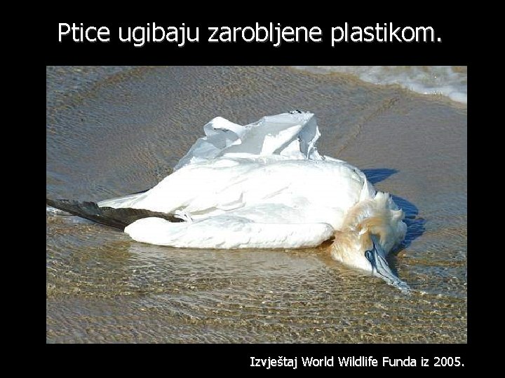 Ptice ugibaju zarobljene plastikom. Izvještaj World Wildlife Funda iz 2005. 