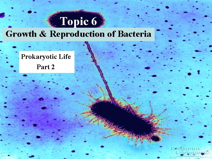 Topic 6 Growth & Reproduction of Bacteria Prokaryotic Life Part 2 