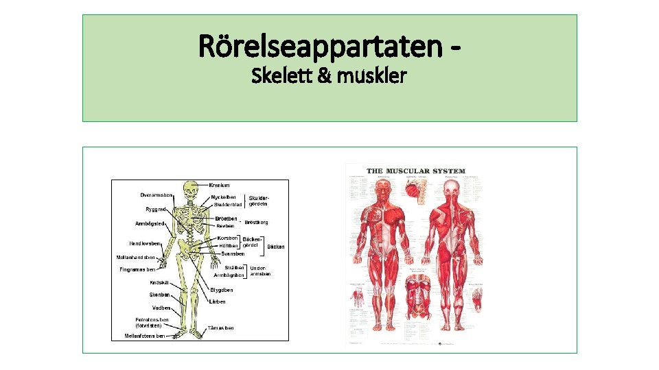 Rörelseappartaten Skelett & muskler 