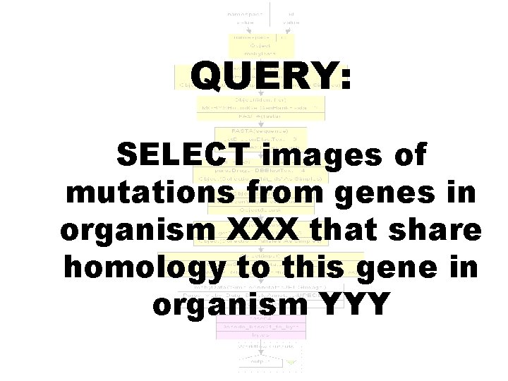QUERY: SELECT images of mutations from genes in organism XXX that share homology to