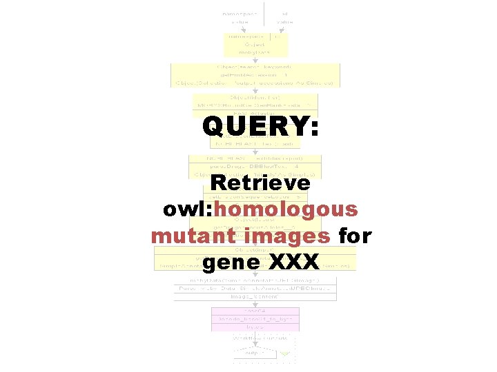 QUERY: Retrieve owl: homologous mutant images for gene XXX 