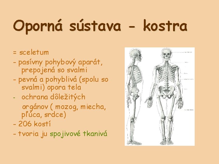 Oporná sústava - kostra = sceletum - pasívny pohybový aparát, prepojená so svalmi -