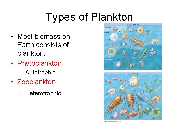 Types of Plankton • Most biomass on Earth consists of plankton. • Phytoplankton – Types of Plankton • Most biomass on Earth consists of plankton. • Phytoplankton –