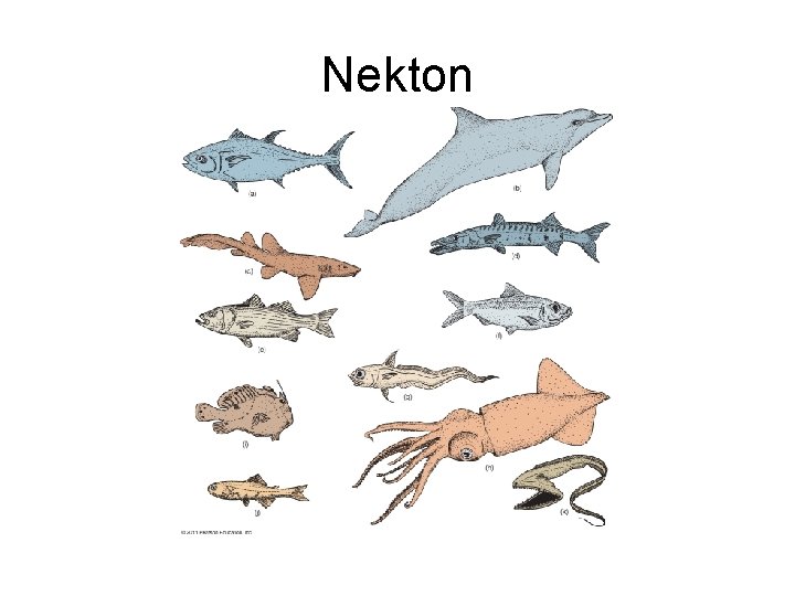 Nekton Nekton