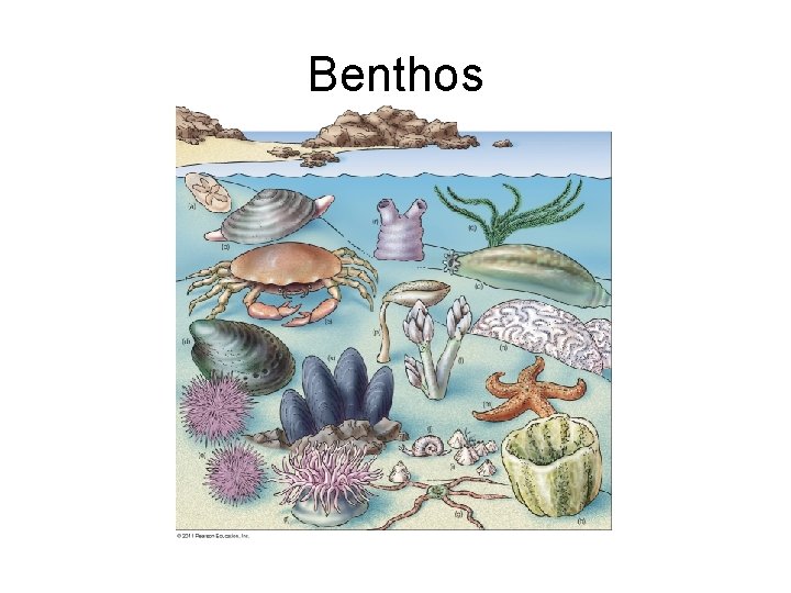 Benthos Benthos
