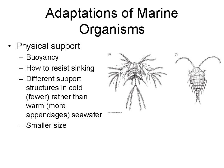 Adaptations of Marine Organisms • Physical support – Buoyancy – How to resist sinking Adaptations of Marine Organisms • Physical support – Buoyancy – How to resist sinking
