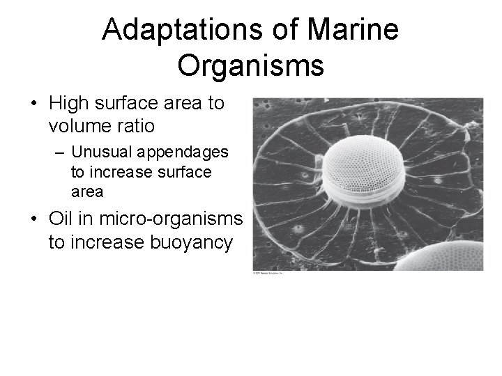 Adaptations of Marine Organisms • High surface area to volume ratio – Unusual appendages Adaptations of Marine Organisms • High surface area to volume ratio – Unusual appendages